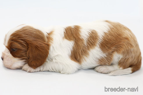 成約済の神奈川県のキャバリアキングチャールズスパニエル-248615の12枚目